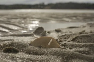 Feel the salt air on a hilton head dolphin tour with a local captain, explore disappearing island at low tide, and spot shells and starfish. includes marina departure.