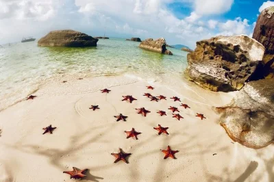 Float past river palms, taste fresh honey at a local bee farm, and swim with starfish on phu quoc’s northern coast. includes pickup and kayaking.
