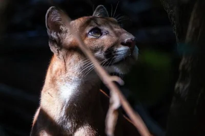 Corcovado, sirena e san pedrillo: svegliati nella foresta pluviale, avvista scimmie, cammina tra sentieri antichi e dormi in un rifugio in mezzo alla natura. include pasti e trasferimento da drake bay