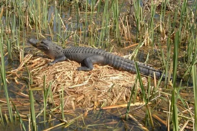 Erlebe den honey island swamp in louisiana bei einer geführten bootstour ab new orleans – inklusive hotelabholung, fachkundiger führung und hautnahen tierbegegnungen.