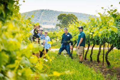 Découvrez les vignobles du hunter valley, dégustez des vins d’exception et fromages locaux, savourez un déjeuner tranquille et goûtez des spiritueux artisanaux lors d’une excursion d’une jou