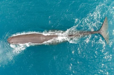 Feel the rush of a kaikōura whale watching flight, spotting sperm whales and dolphins from above with live pilot commentary. includes window seat and headset.