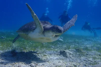Feel the thrill of your first scuba dive in pernera, cyprus. small groups, all gear included, with a patient instructor and beachside pickup. see local marine life up close.