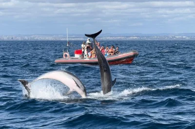 Albufeira, avistamiento de delfines y visita a la cueva de benagil. navega por la costa salvaje del algarve con guía local y comentarios en vivo.