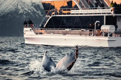 Watch humpbacks & orcas in arctic fjords near tromsø on a silent hybrid-electric boat, with panoramic lounges, wifi, and restroom. includes local guide & flexible timing.