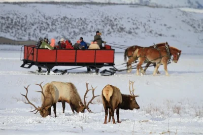 Feel the crunch of snow in grand teton, spot bison and elk up close, and ride a horse-drawn sleigh on the national elk refuge. includes pickup, guide, and lunch.