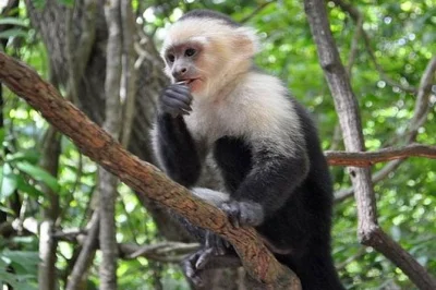 Feel the jungle come alive in roatan with capuchin monkeys, a butterfly sanctuary, chocolate tasting at a local factory, and private transfer included.