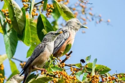 Partez en randonnée ornithologique guidée sur la colline de phulchoki près de katmandou. observez des oiseaux rares, profitez des sentiers forestiers et des vues panoramiques. déjeuner et transpor
