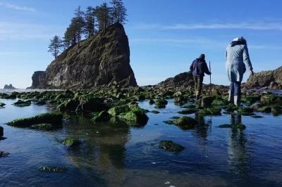 Discover olympic national park, ferry across puget sound, explore tide pools, old-growth forests, and glacier lakes on a guided olympic peninsula tour.