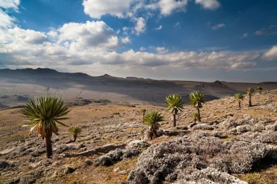 Trek ethiopia’s bale mountains for 8 days. spot rare wildlife, hike high peaks, and explore addis ababa’s museums and markets. includes local guides.