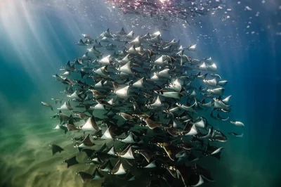 Vivez l’aventure pacifique près de la paz avec un guide local — nagez avec les raies mobula, observez les dauphins et profitez d’en-cas sur le bateau. matériel de snorkeling et photos inclus.