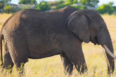 Vivi un safari di 7 giorni in lodge in tanzania con safari fotografici nel serengeti, cratere di ngorongoro, tarangire e lago manyara. jeep privata, guide esperte, tutti i lodge inclusi.