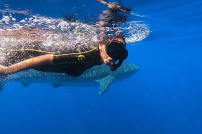 Swim with whale sharks near riviera maya, spot dolphins and turtles, enjoy fresh ceviche, and snorkel isla mujeres—includes guide, breakfast, and all gear.