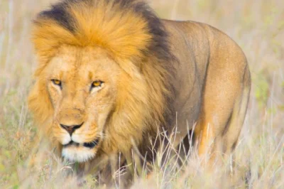 Vivi i big five dell’africa in un safari di 5 giorni tra lodge in tanzania. visita serengeti, il cratere di ngorongoro e il lago manyara con guide esperte e lodge confortevoli.