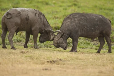 Vivez la tanzanie sauvage lors d’un safari de 4 jours à tarangire, serengeti et ngorongoro. observez éléphants, lions et rhinocéros avec des guides experts. tous les frais de parc inclus.