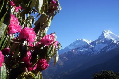 Breve trekking a poon hill da pokhara con viste all’alba, villaggi locali e foreste di rododendri. ideale per principianti. include guida e lodge di montagna.