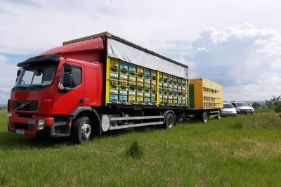 Discover romanian beekeeping on a private day trip from bucharest. learn about bees, taste fresh honey, and enjoy a traditional lunch at the apiary.