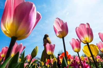 Feel the spring energy of holland on a keukenhof & tulip experience day trip from amsterdam, with fast-track entry, flower picking, and return transport included.