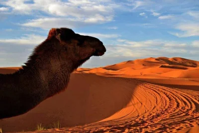 Experience a merzouga camel trek, feed camels, sandboard the dunes, and sleep in a luxury sahara camp. dinner, breakfast, and local guides included.