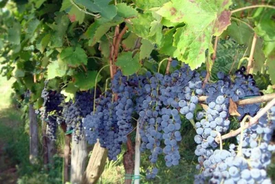 Tour privado de cata de vinos en la costa amalfitana con aglianico y piedirosso, quesos locales y tiempo libre en vietri sul mare para cerámica. reserva tu lugar ahora.