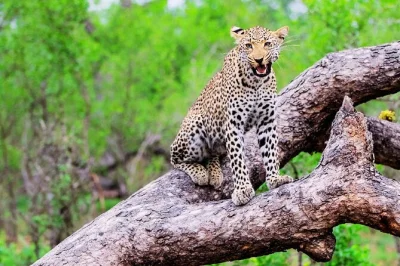 Descubre un safari auténtico en el parque nacional kruger en 2 días desde ciudad del cabo. incluye vuelos, safaris para ver los big 5, alojamiento en lodge y traslados. reserva ya tu aventura.