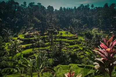 Erlebe die frische bergluft bei einem spaziergang durch die tegallalang reisterrassen, nimm an einer tempelzeremonie in tirta empul teil, genieße frisch gerösteten kaffee und entspanne in den heiße