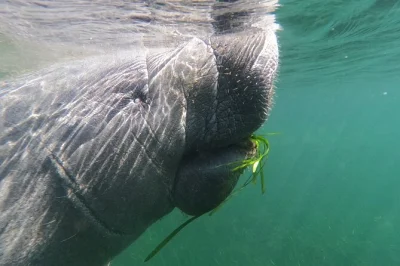 Swim with manatees in crystal river on a private heated boat tour, with all gear, hot drinks, and free photos included. personal guide and small group comfort.