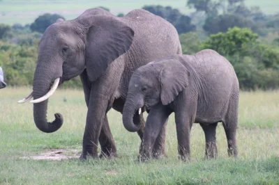 Feel the wild heart of kenya on a 3-day masai mara safari from nairobi, with game drives, local maasai encounters, and full-board comfort—all with pickup included.