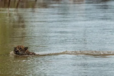Explora el parque nacional manu en 5 días desde cusco. visita bosques nubosos, comederos de arcilla para loros, aguas termales y el lago machuwasi. incluye alojamientos y comidas.