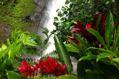 Descubra a cachoeira afareaitu em moorea, prove frutas fresquinhas colhidas na hora em um jardim à beira do rio e ouça histórias locais com seu guia. tudo incluso.