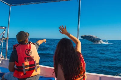 Avvistamento balene di 2 ore a cabo san lucas. ammira el arco, osserva le balene vicino a pedregal e goditi la vista sull’oceano. accessibile in sedia a rotelle. prenota subito il tuo posto!