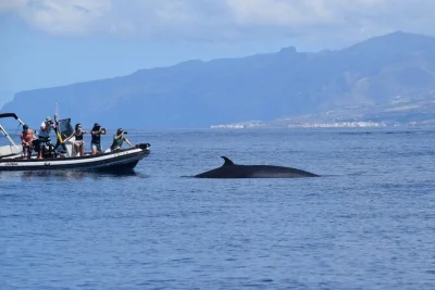 Avvista balene e delfini lungo la costa di tenerife in un tour eco di 2 ore con equipaggio esperto, ascolto subacqueo con idrofono e partenza comoda dal porto.