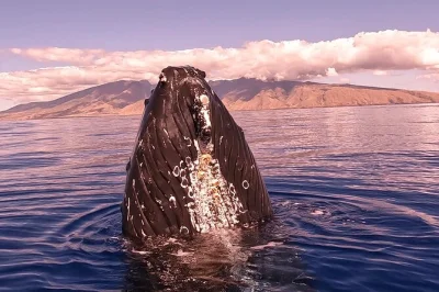 Scopri il canto delle balene sott’acqua, ammira i colori del tramonto sul west maui e naviga con la gente di lahaina—hydrophone, bastoni gopro e comfort in piccolo gruppo inclusi.