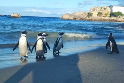 Reserva un tour privado por la península del cabo con guía local. descubre los pingüinos en boulders beach, el cabo de buena esperanza, chapman's peak y más. recogida incluida.