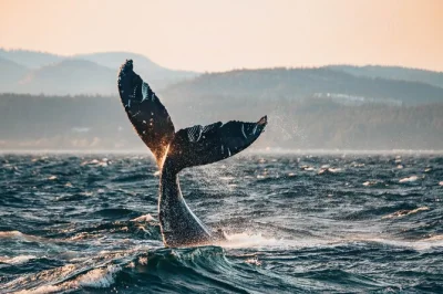 Vivez la brise du pacifique lors d’une sortie au coucher du soleil à vancouver. observez orques et baleines à bosse, savourez un chocolat chaud, et repartez avec des photos gratuites prises par de