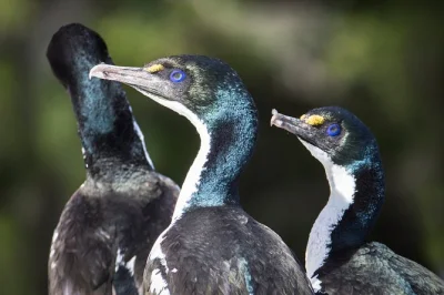 Descubre la naturaleza salvaje de marlborough sounds: delfines, aves raras y focas en un crucero guiado con paseo por motuara. incluye vino, bebidas calientes y recogida.