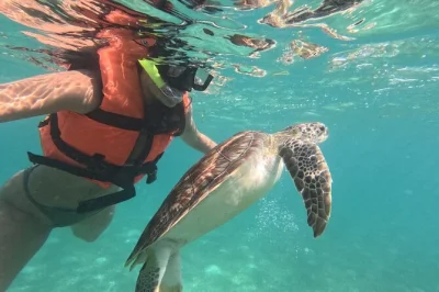 Nade com tartarugas marinhas em akumal em um tour privado de snorkel com biólogo certificado. equipamento, taxas e orientação personalizada inclusos.