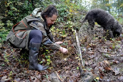 Erlebe eine trüffeljagd mit jäger und hund im wald bei san miniato, genieße frische trüffelpasta, chianti-wein und ein entspanntes mittagessen. abholung in florenz inklusive.