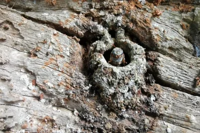 Découvrez valladolid et son univers des abeilles mayas : explorez un cenote sec, observez les abeilles sans dard, goûtez des miels rares et savourez un petit-déjeuner ou déjeuner local. guide incl