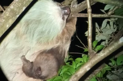 Découvrez monteverde la nuit avec un guide local sur les sentiers du refugio, observez chouettes, grenouilles et insectes de près, en petit groupe. entrée non incluse.