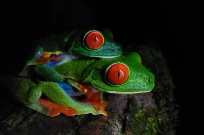 Entdecke faultiere, tukane, frösche und schlangen bei einer geführten nachtwanderung im arenal regenwald. inklusive eintritt und barrierefrei – einfach buchen.