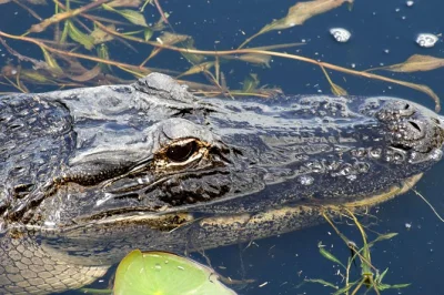 Vivi l’emozione di un tour in airboat di 1 ora nelle everglades vicino orlando. scivola tra gli alligatori, ascolta le storie del capitano e goditi il comodo pick-up con commento dal vivo.