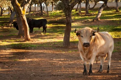 Step inside a working andalusian ranch, meet fighting bulls & horses, walk under ancient oaks with local guides, and try your hand at bullfighter moves. includes admission.