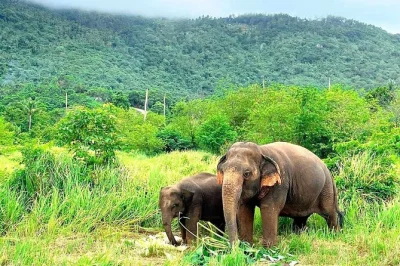 Meet rescued elephants in koh samui’s largest sanctuary, watch them roam free, share a vegetarian meal, and enjoy hotel pickup. ethical care and local guides included.