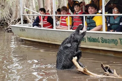 Erlebe die wilde seite von louisiana bei einer bootstour durch den honey island swamp nahe new orleans – mit einem lokalen Ökologen als guide. inklusive live-kommentar und schattigem boot.