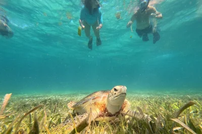 Swim at hol chan, shark ray alley & belize barrier reef. includes gopro footage, lunch, gear, and rum punch. early start from caye caulker for more time in the water.