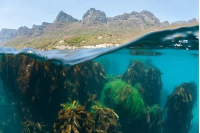 Disfruta un safari marino en hout bay: avista delfines, aves marinas y focas, haz snorkel entre bosques de algas y relájate con duchas calientes y zona de descanso al aire libre.