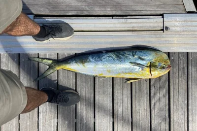 Siente la brisa marina mientras pescas atún en la bahía de vizcaya con guía local, barco privado y oportunidad de ver delfines—todo el equipo incluido y traslado desde tu alojamiento.