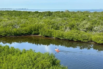 Float through robinson preserve’s mangroves by kayak, spot native birds and fish, climb the big observation tower, and hear local stories from your guide. includes all gear.