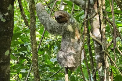 Vivi la tranquillità della foresta pluviale in costa rica osservando bradipi selvatici, tucani e gustando caffè con guide locali. tour privato con dolce incluso.